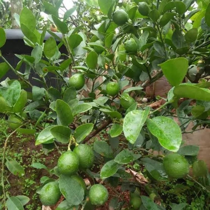 

Tanaman Buah Jeruk Pecel - Jeruk Bumbu