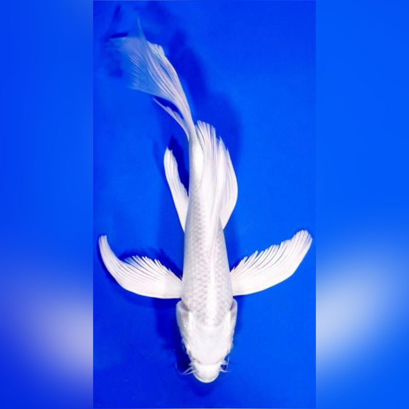 Hiasan Aquarium Cantik Koi Platinum Slayer Size 20-25cm Kualitas Grade A