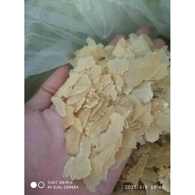 

EMPING MELINJO PECAHAN SEDANG || NOMOR 2 ||500gr