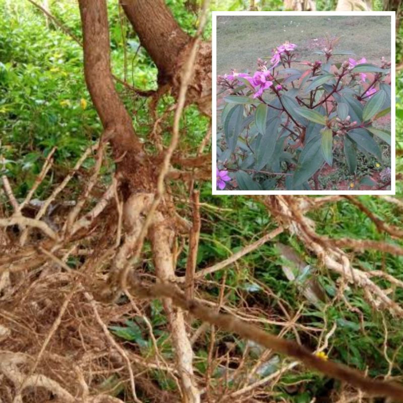 

Akar senggani senduduk atau harendong bokor segar 500 gram