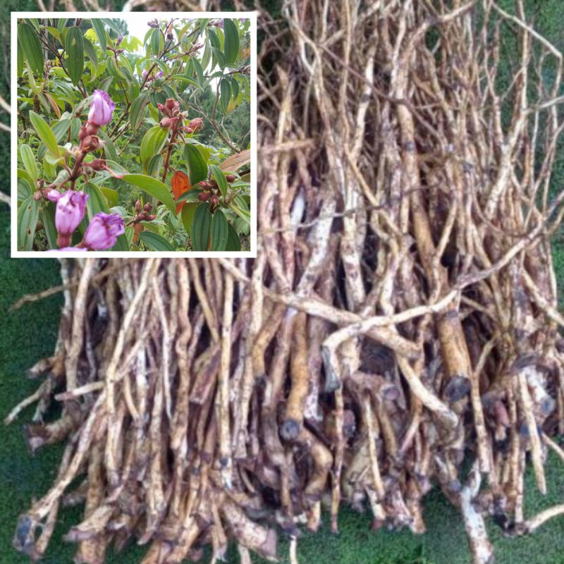 

Akar harendong bokor atau senggani paket 1 kg
