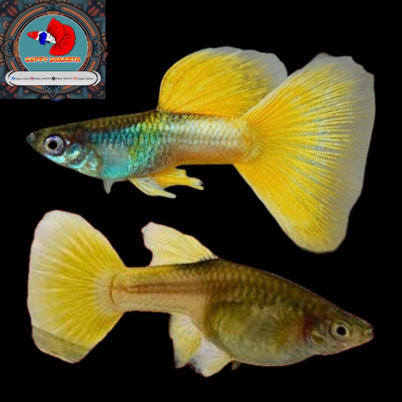 Hiasan aquarium Guppy Yellow Pingu sepasang