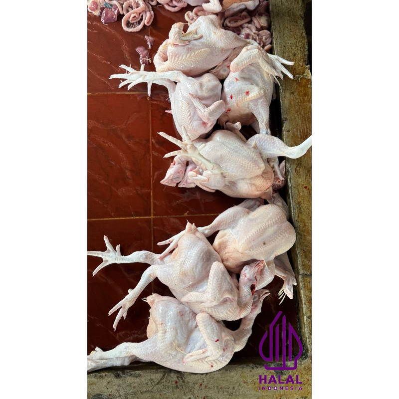 

AYAM POTONG SEGAR / AYAM BROILER / AYAM UTUH