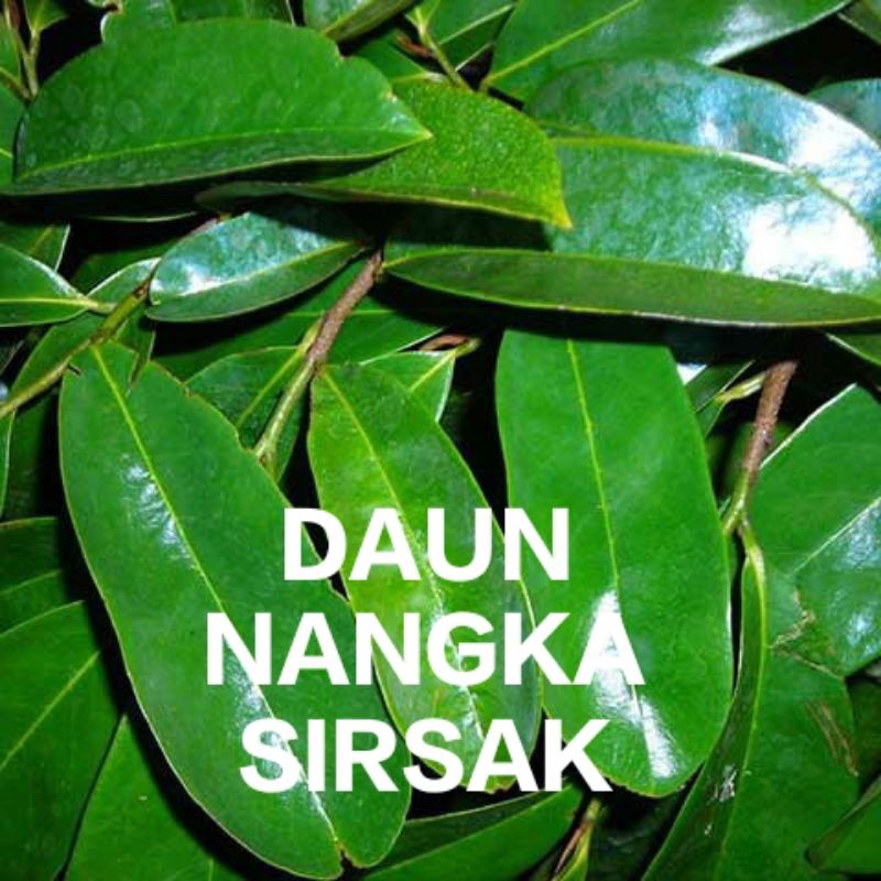 

DAUN NANGKA SIRSAK SEGAR 100% segar