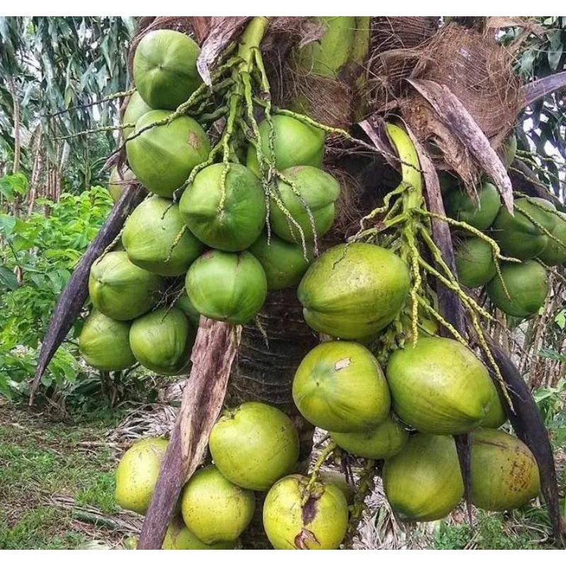 

kelapa muda satu butir... bisa bertahan 1 minggu