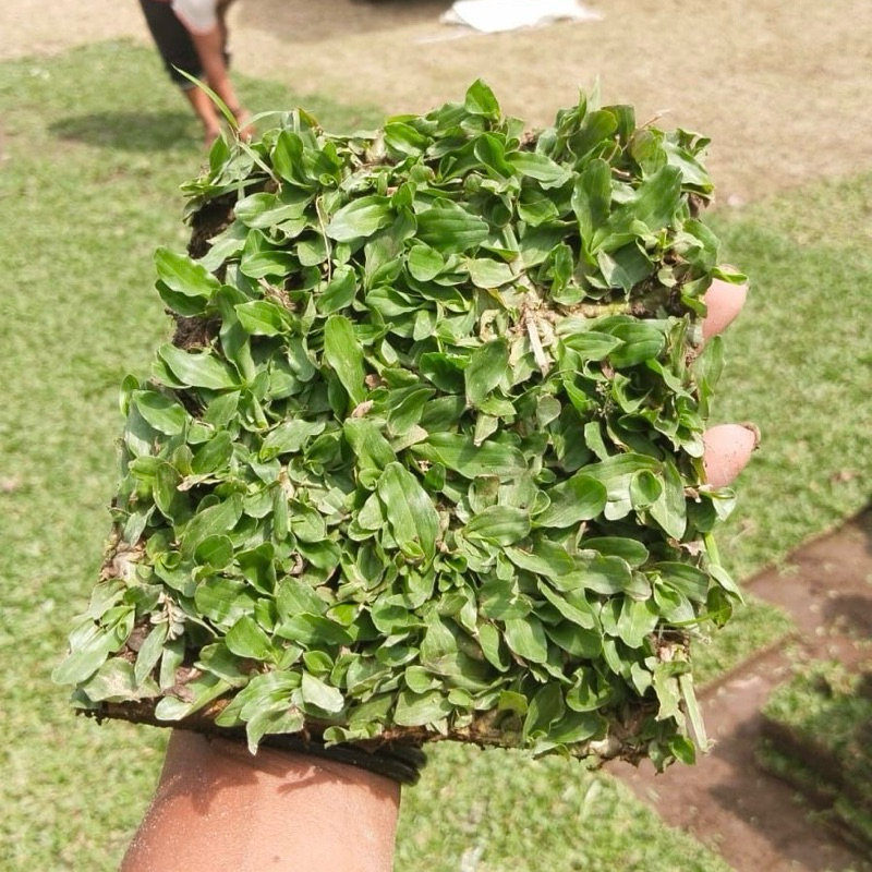 bibit rumput gajah mini asli 1m/rumput taman