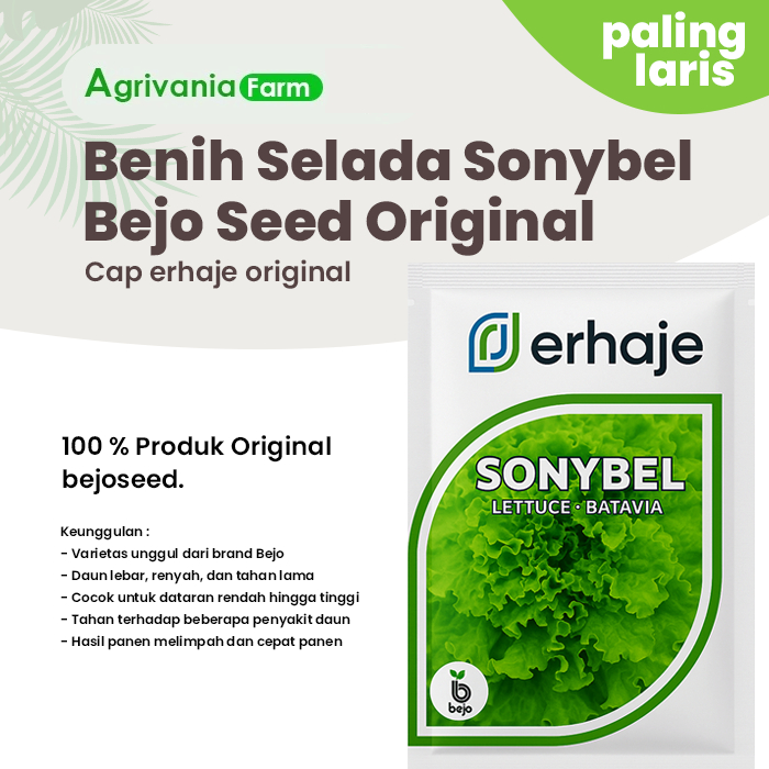 Benih Bibit Selada Batavia SONYBEL BEJOSEED Hijau Keriting OriginaL Pengganti Myrtel