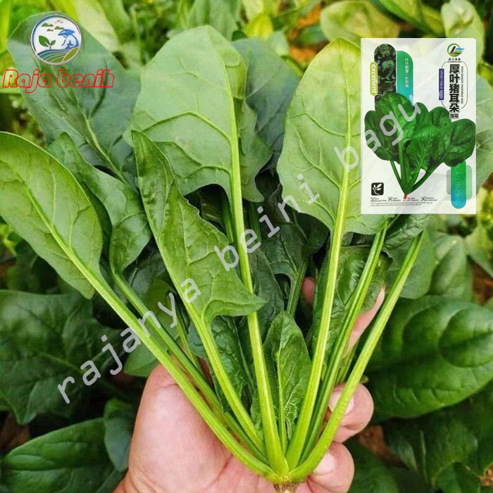 Benih bayam jepang 2 | benih sayuran | benih bayam jepang isi 1000         AA - 020