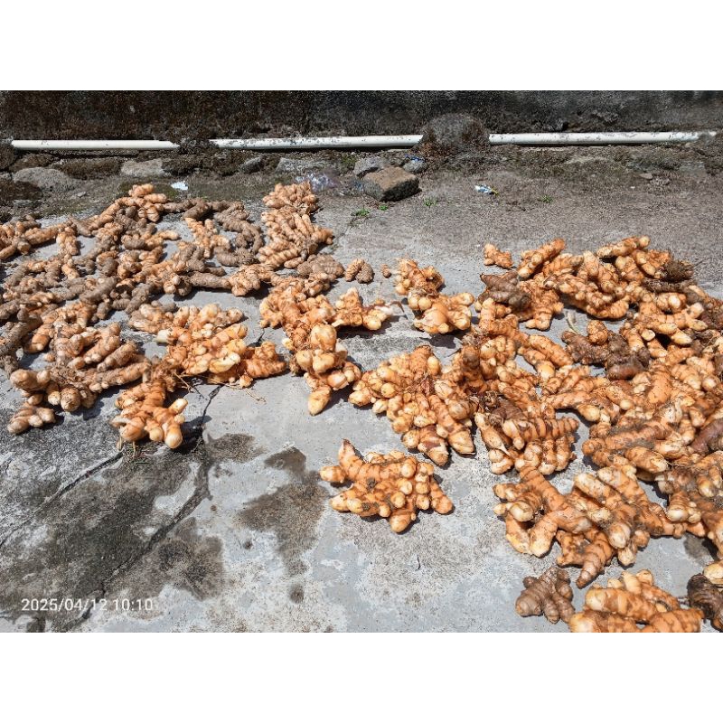 

KUNYIT SEGAR DAN TUA