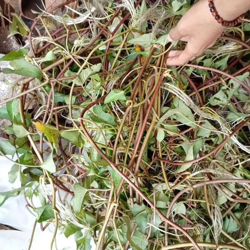 kangkung rambat, kangkung merah, kangkung sawah, Ipomoea aquatica