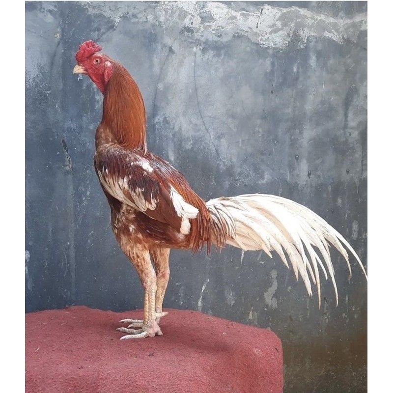 

Telur ayam Plucer Fertil Ori Petarung siap untuk ditetaskan