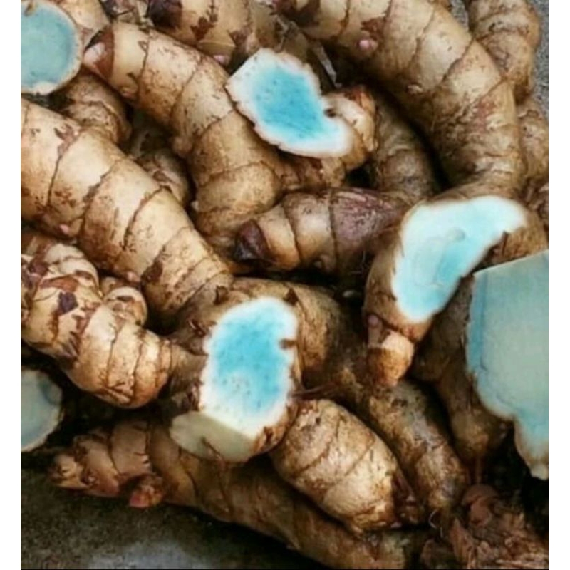 

Temu Hitam Segar Asli Alami 1000 grm