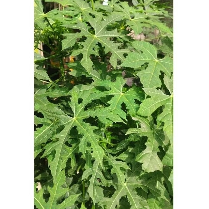 

daun pepaya jepang 500gr,dipetik saat di pesan
