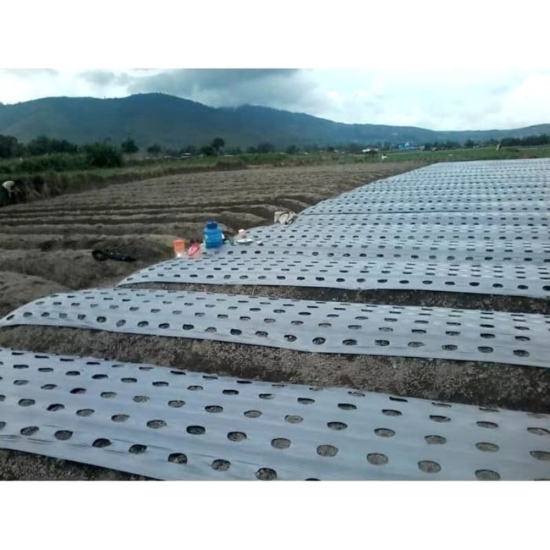 Plastik Mulsa Kiloan/Plastik Mulsa Kemasan 1kg.Lebar 120 cm