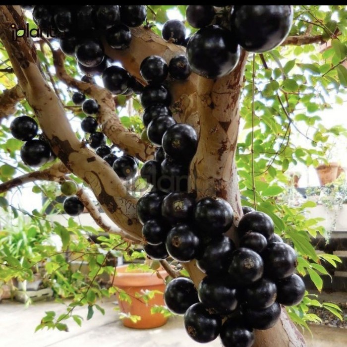 tanaman buah anggur brazil // siap berbuah