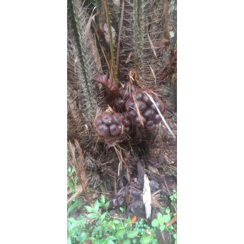 

salak kecil 1 kg