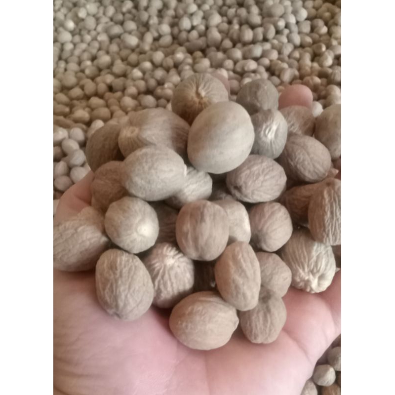 

biji buah pala