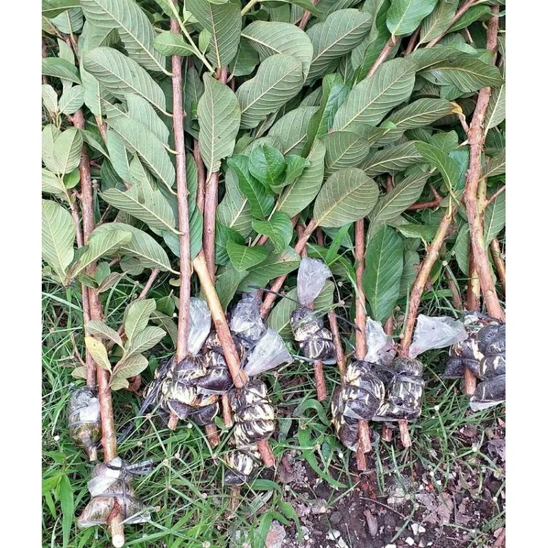 

jambu kristal cangkok .