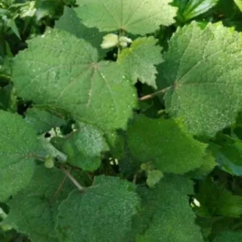 

Daun Pulutan / Pungpurutan Segar Herbal Alami 250 gram