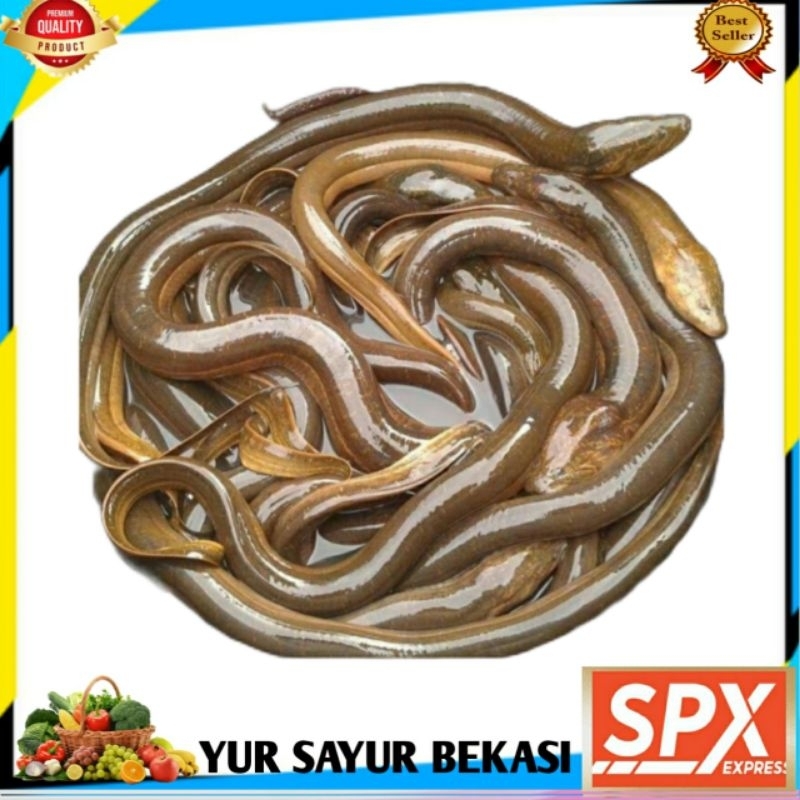 

Belut Hidup 500gr