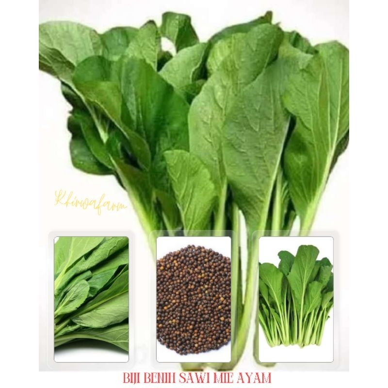 biji sawi hijau/sawi Mie ayam isi (5000 biji)