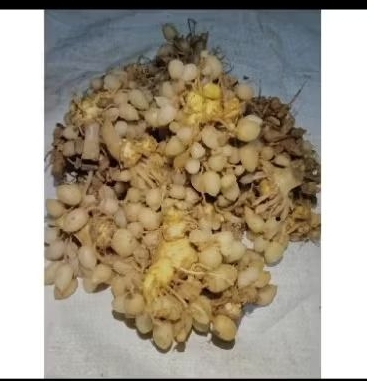 

Kunyit Putih Segar 1 kg
