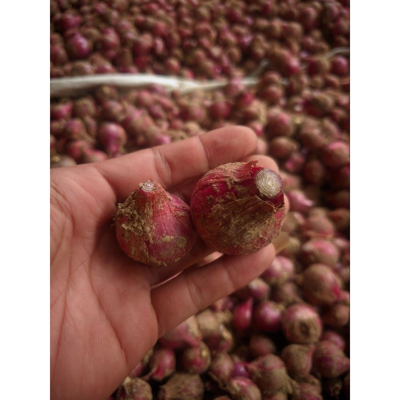 

bawang merah sayur 1kg