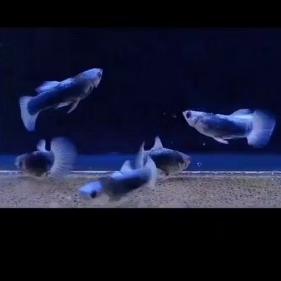 Hiasan akuarium Guppy blue koi