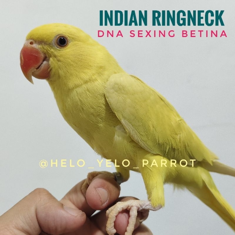 IRN / Indian Ringneck / Ring neck - PALLID