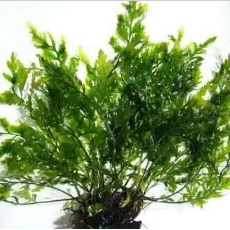 Tanaman Aquascape Bolbitis