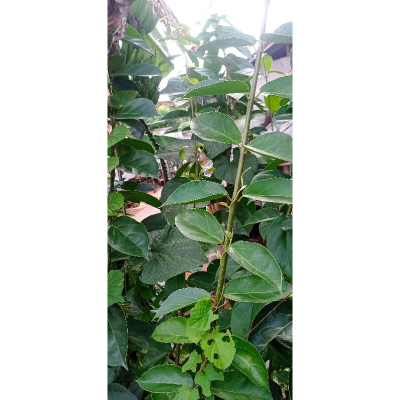 

daun cincau 50 lembar