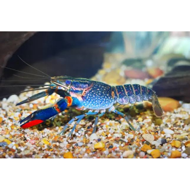 

lobster air tawar red claw 5 inci