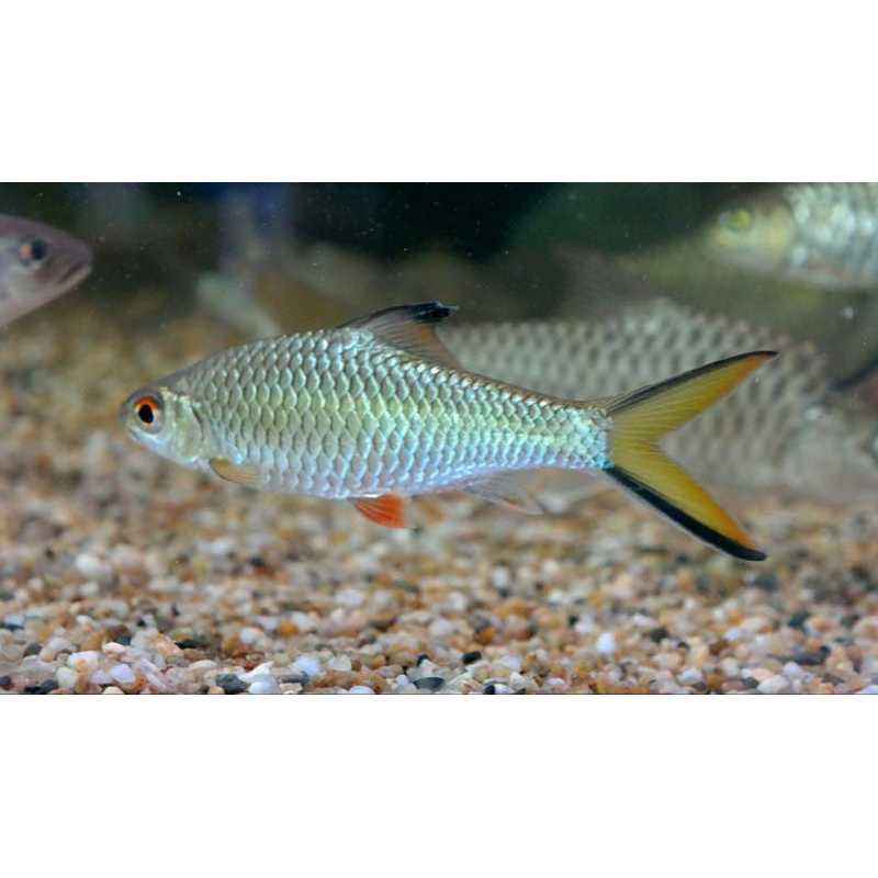 Dekorasi Hiasan Aquarium Wader Kepek (KHUSUS INSTAN)