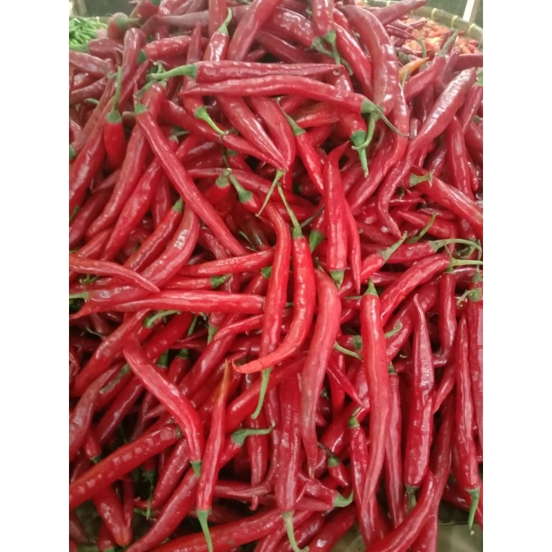 

cabemerahbesar1kg
