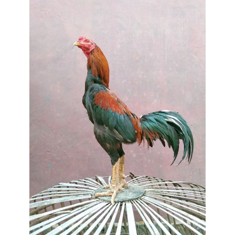 

Telur ayam Bangkok Clasik Fertil Ori Calon petarung siap untuk ditetaskan