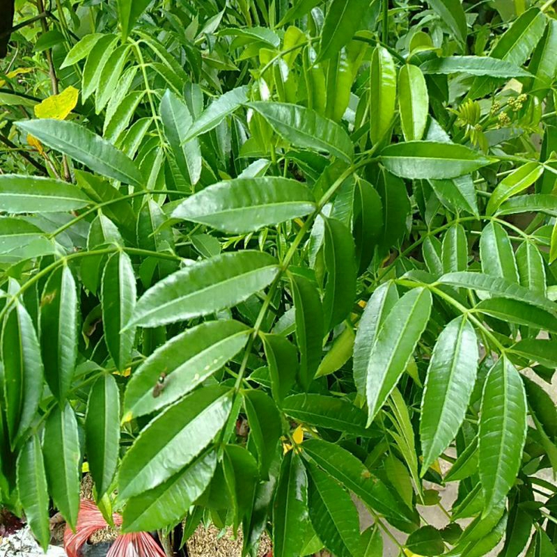 

Daun Dodong Kedondong rempah segar
