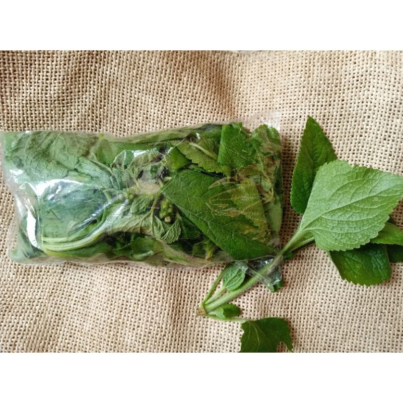 

kemasan murah daun babadotan Fres segar terlaris