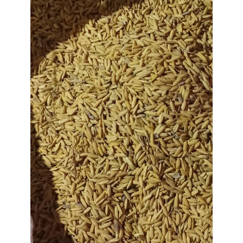 

gabah padi kering bahan bibit impari 25kg