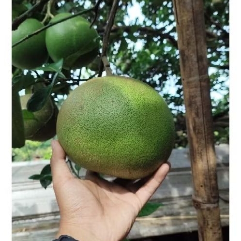 

Jeruk Pamelo madu Asli Muria Manis tanpa biji 700gr-900gr