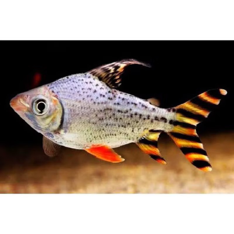 yellow feingfeng yff/ikan hias