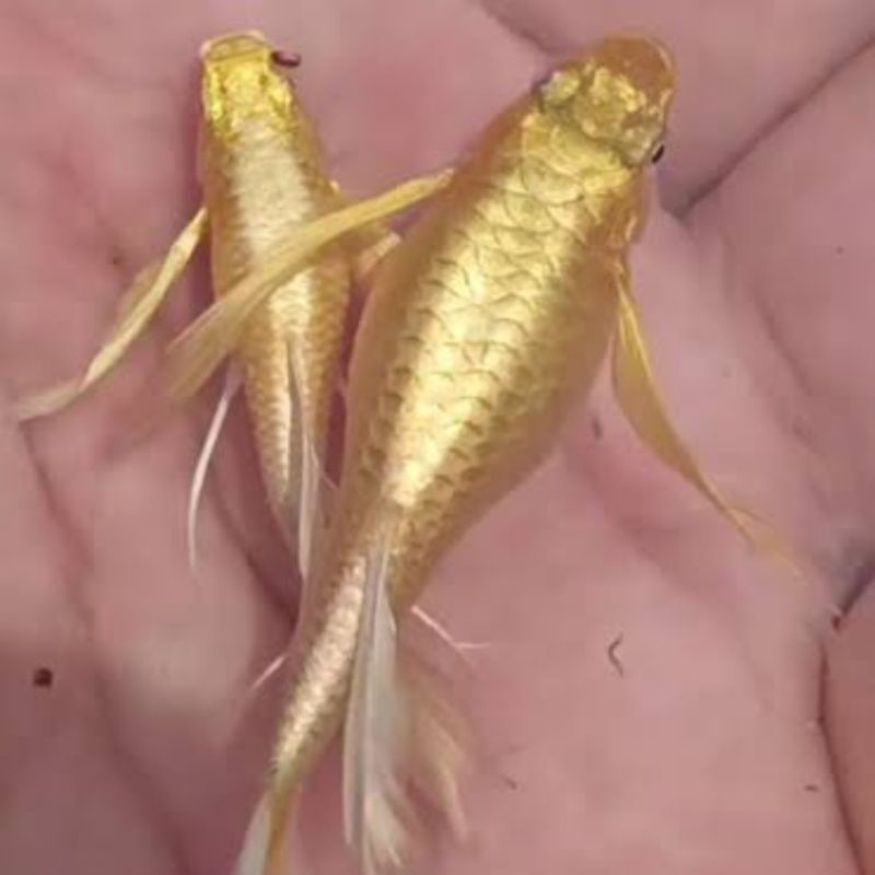 HIASAN AQUARIUM GUPPY FULL GOLD RIBBON LONG EAR