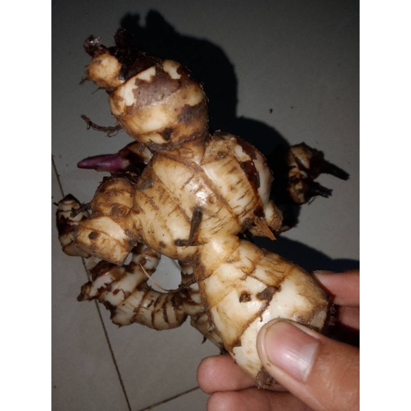 

Umbi ganyol atau ganyong Fresh 1kg