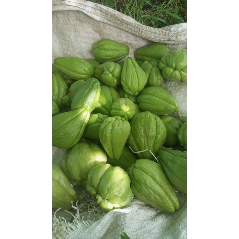 

labu siap/jipang fresh