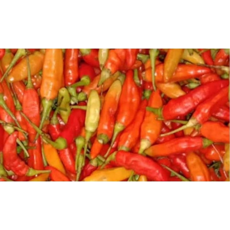 

Cabe Rawit Merah Ori 100gr, 250gr, 500gr