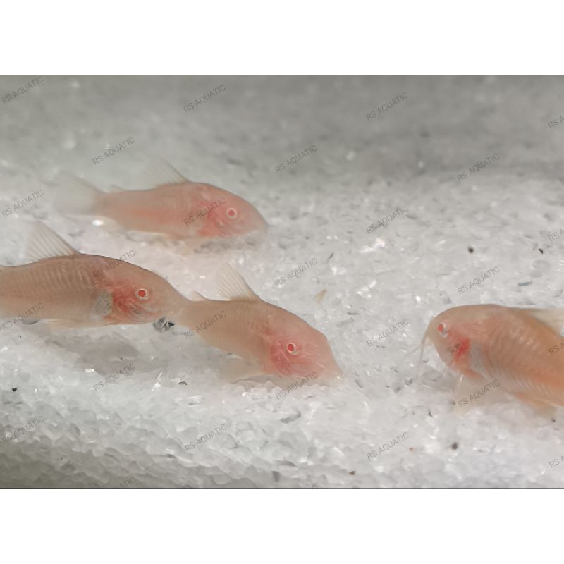 ikan hias corydoras albino/pembersih kaca