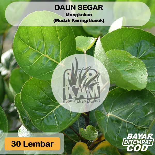 

Daun Mangkokan Segar 30 Lembar Seupan Lalapan Rebus Obat Herbal