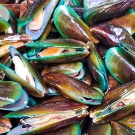 

kerang hijau