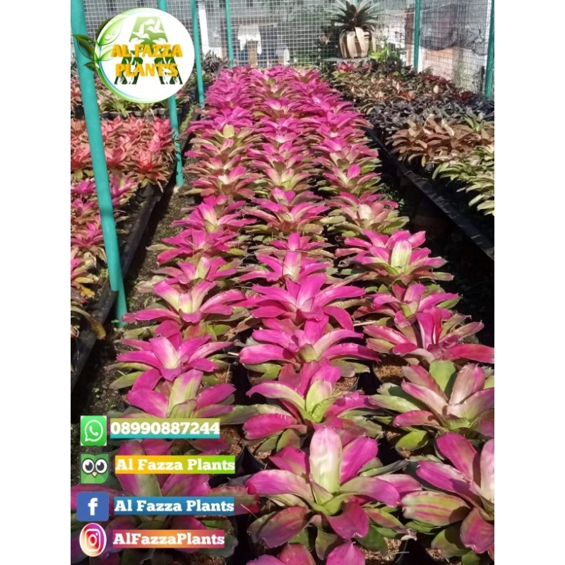 tanaman bromelia pink grass