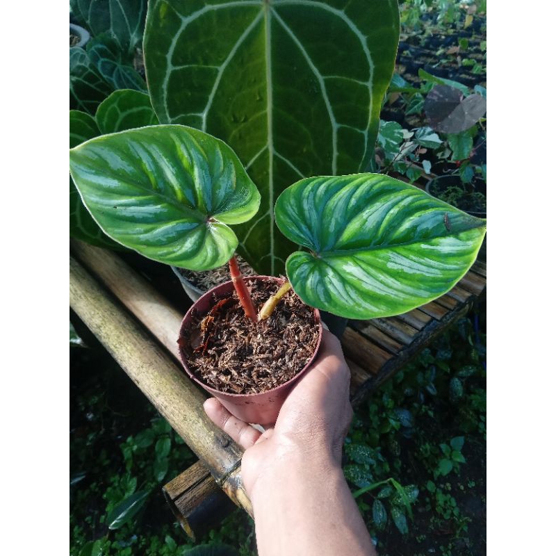pilodendron plowmanii