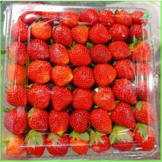 

STRAWBERRY FRESH PREMIUM LERENG GUNUNG GEDE